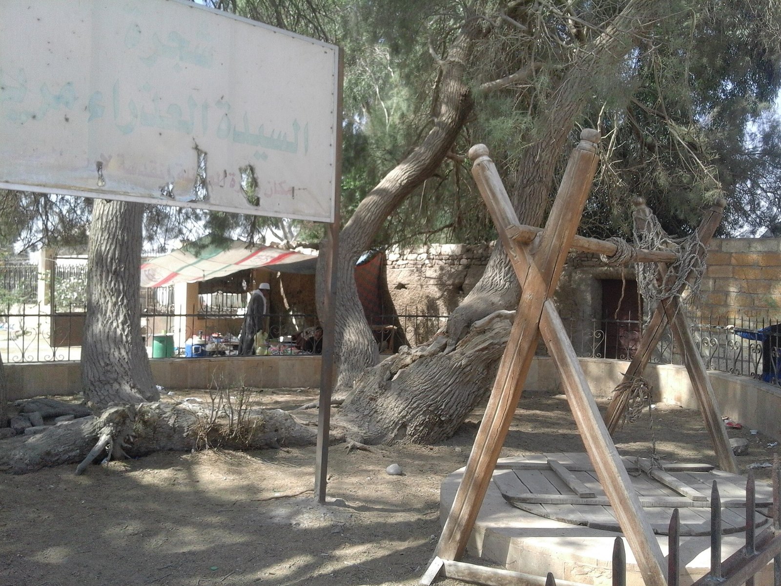 مشهد من شجرة مريم بالمطرية